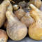 Dried gourd shown laying in a pile. They are dried and uncleaned. 